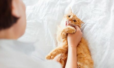 고양이가 당신을 공격하고 무는 꿈을 꿀 때 13 가지 영적 의미
